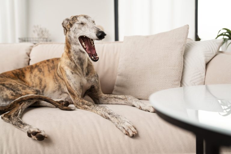 Blog, letsel door hond of kat
