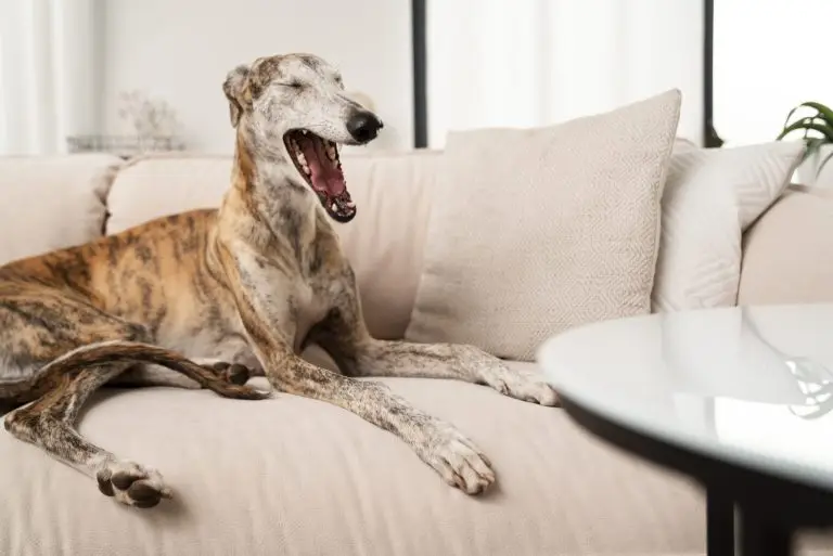 Blog, letsel door hond of kat
